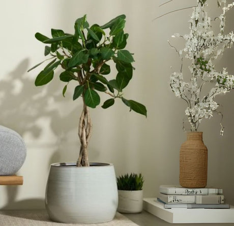 Indoor Plant Pots