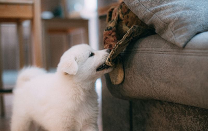 White fluffy puppy chewing on a couch.