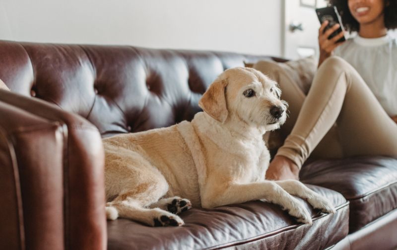 Dog on leather couch with woman on the phone.