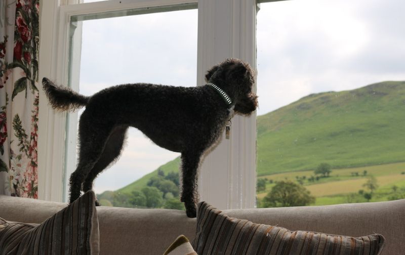 Dog on top of a sofa looking out the window.