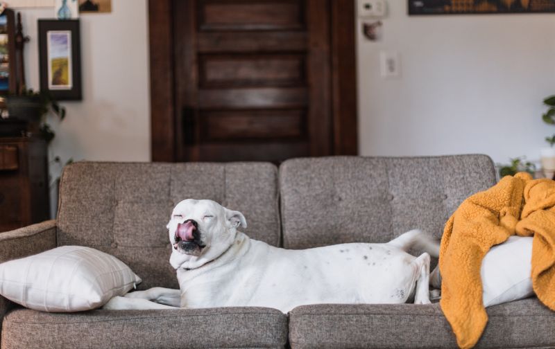 White dog on tweed sofa.