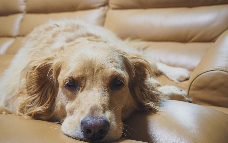 Dog on a vinyl sofa.